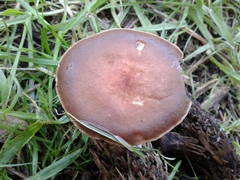 Lactarius hepaticus