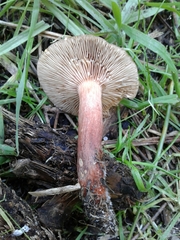 Lactarius hepaticus