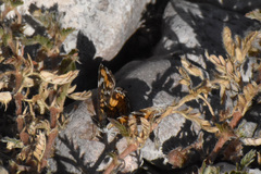 Phyciodes phaon phaon