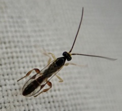 Orthocentrinae