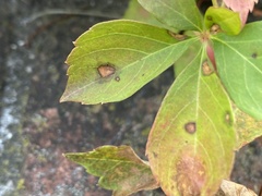 Phyllosticta parthenocissi