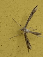 Platyptilia celidotus