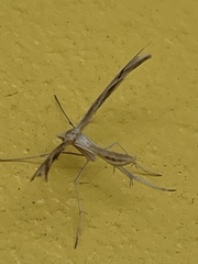 Platyptilia celidotus