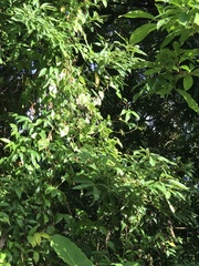 Syzygium samarangense