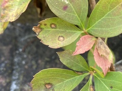 Phyllosticta parthenocissi