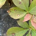 Virginia Creeper Leaf Spot - Photo (c) David Jeffrey Ringer, some rights reserved (CC BY-NC), uploaded by David Jeffrey Ringer