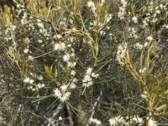 Hakea mitchellii