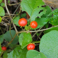 Lycianthes lenta