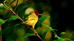 Setophaga petechia image