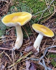 Tricholoma fumosoluteum