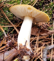 Tricholoma fumosoluteum