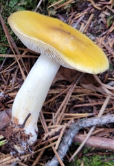 Tricholoma fumosoluteum