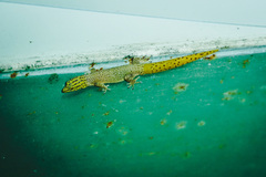 Sphaerodactylus homolepis
