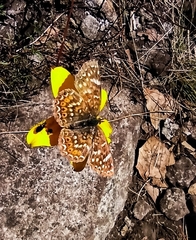 Phyciodes pallescens