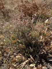Eriogonum wrightii membranaceum