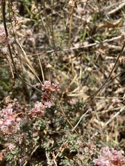 Eriogonum wrightii membranaceum