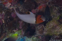 Cetoscarus ocellatus