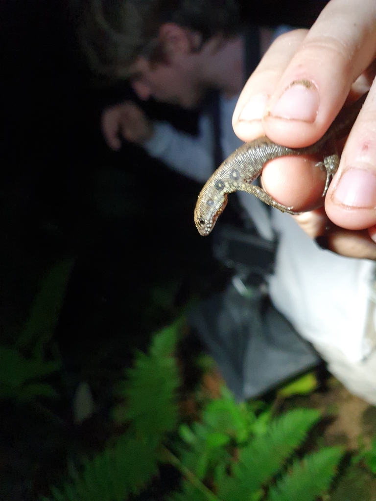 Big-scaled Neusticurus