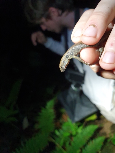 Big-scaled Neusticurus