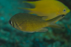 Chromis weberi