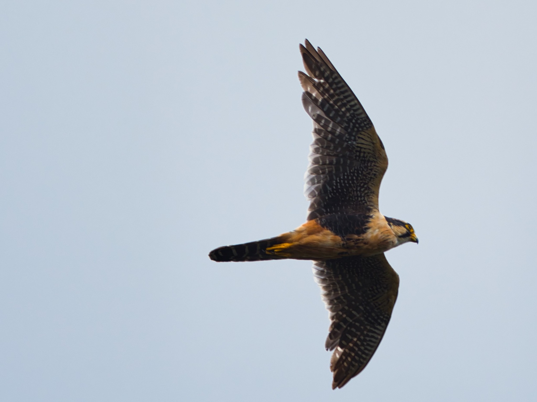 Falco femoralis image