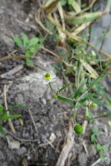 Ranunculus apiifolius