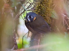 Grallaricula lineifrons