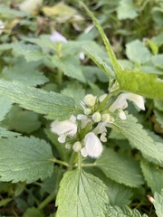 Lamium album