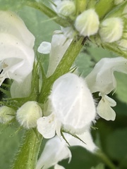 Lamium album