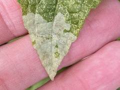 Calycomyza eupatoriphaga