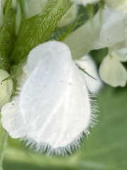 Lamium album
