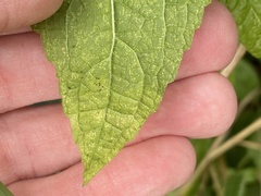 Calycomyza eupatoriphaga