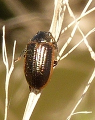 Microtheca