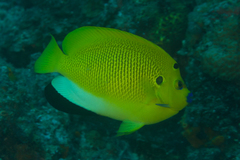 Apolemichthys trimaculatus