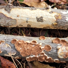 Scytinostroma artocreas