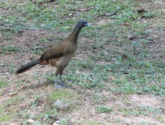 Ortalis ruficauda