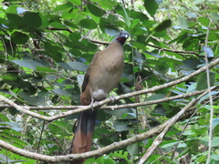 Ortalis ruficauda