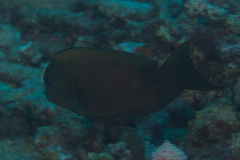 Ctenochaetus binotatus