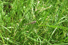 Rhionaeschna absoluta