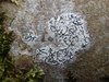 Graphis handelii - Photo (c) zaca, some rights reserved (CC BY-NC), uploaded by zaca