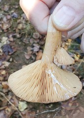 Lactarius hibbardiae