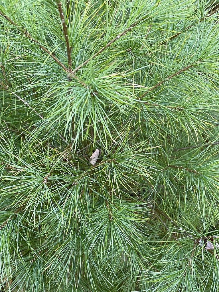 eastern white pine from Cape Breton Island, Blacketts Lake, NS, CA on
