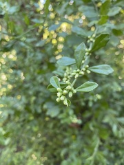 Baccharis glomeruliflora