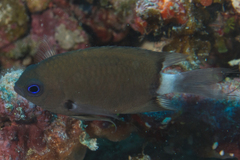 Pycnochromis delta