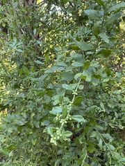 Baccharis glomeruliflora