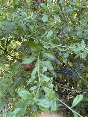 Baccharis glomeruliflora