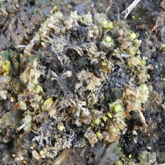 Fossombronia wondraczekii