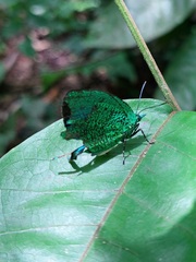 Arcas imperialis