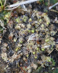 Fossombronia wondraczekii