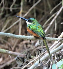 Galbula ruficauda